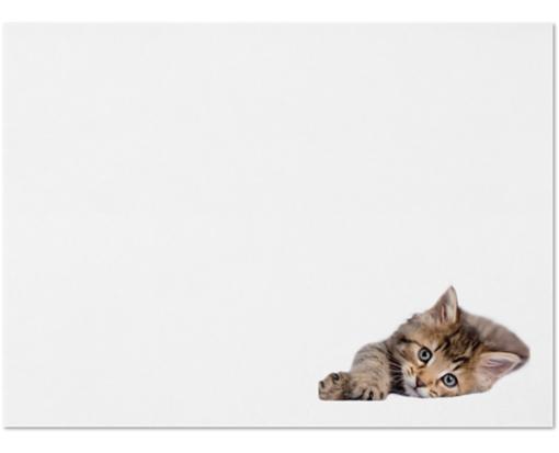 Rachael Hale® A7 Invitation Envelope (5 1/4 x 7 1/4) Rachael Hale Cat